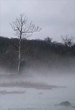 Fog #10