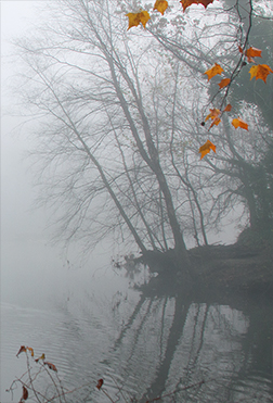 Fog #15