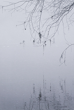 Fog #4