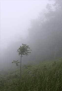 Fog #5