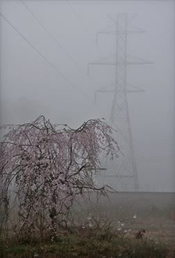 Fog #6