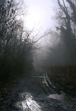 Fog #8