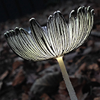 Coprinopsis Lagopus - hare's foot inkcap mushroom