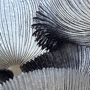 Coprinopsis Lagopus - hare's foot inkcap mushroom