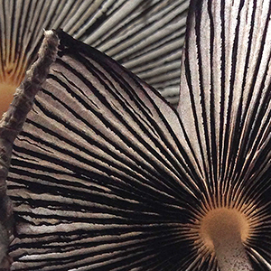 Coprinopsis Lagopus - hare's foot inkcap mushroom