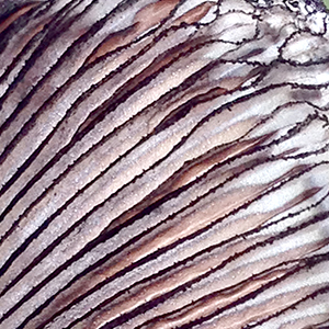 Coprinopsis Lagopus - hare's foot inkcap mushroom