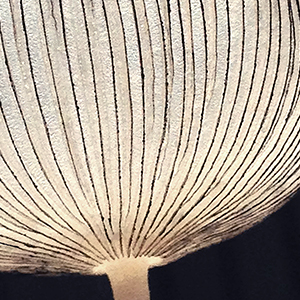 Coprinopsis Lagopus - hare's foot inkcap mushroom