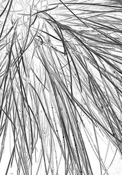 Grass