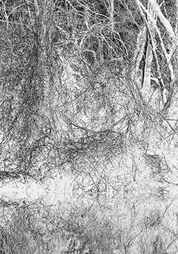 Winter Vines